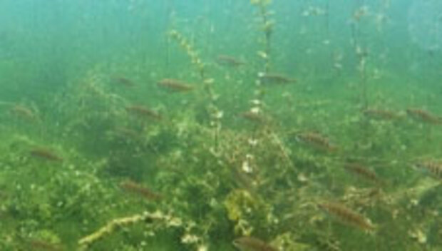 Abbildung 1: Unterwasservegetation mit Fischschwarm