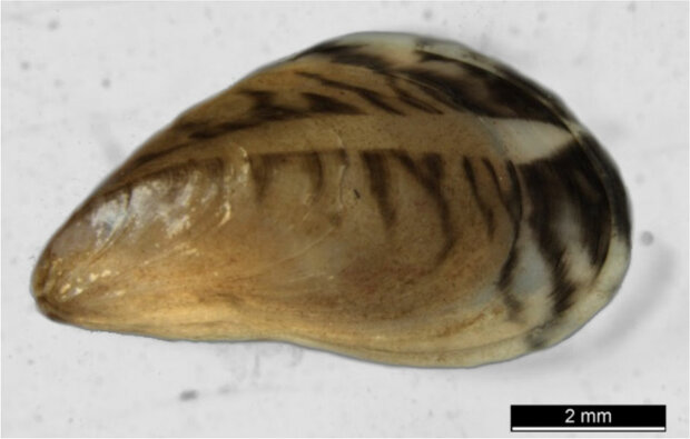 Die Schale einer Quagga-Muschel